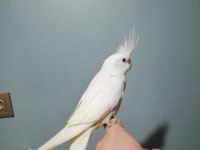 Erkek Albino Sultan Papağanı Yavru