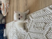 Yakışıklım Blue Point Scottish fold