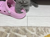 Scottish fold yavrumuz