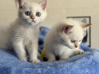 Ankarada ziyarete açık british longhair ve shorthair ler