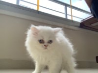 Kedi yavru british longhair dişi erkek