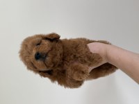 MALTİPOO DİŞİ EN İYİSİNİ İSTEYENLER İÇİN 