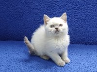 YENİ YUVASINA GİTMEYE HAZIR  BRİTİSH PONÇİK