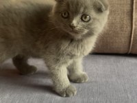 12 Eylül Doğumlu Scottish Fold Yavrular