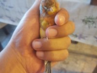 Hazir bangir bangir bagiran bi agat erkek kuşumuz