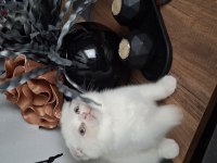 Beyaz sevimli scottish fold erkek yavru
