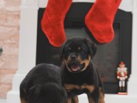 Izin belgeli üretim çiftliğinden rottweiler kapıda öde