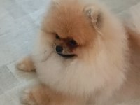 Pomeranian boo köpeği