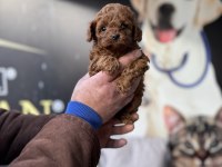 TEACUP KORE BOY RED POODLE YURT DIŞINDAN GELENLER