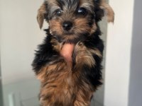 Yorkshire terrier yavrularımız