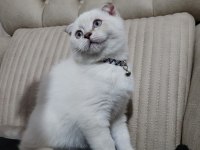 2.5 aylık erkek safkan scottish fold blue point