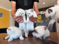 10 YENİ BRITISH SHORTHAIR YAVRULR ANKARA MAĞAZAMZDA GÖRN