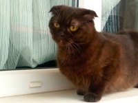 Scottish fold kedimiz annelegi mukemmel nutellayi