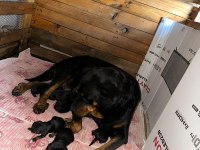Rottweiler Bebekler