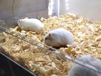 Gonzales hamster