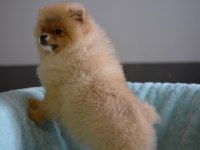 BEBEKLER BEBEĞİ POMERANİAN BOO