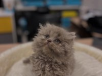 Safkan British Longhair ve shorthair yavrular