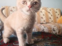 Erkek uysal eğitimleri var british shorthair