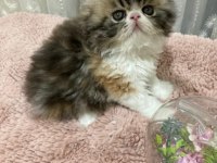 Exotic shorthair kediler