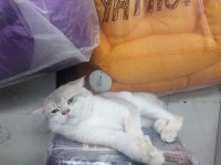 Şecereli anne baba ve yavru golden point scottish fold