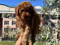 Toy Poodle yavrular