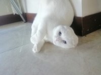 Scottish fold kızımız yeni ailesini arıyor