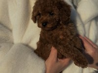 Toy Poodle Köpeği