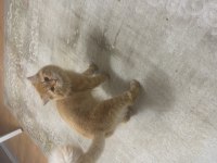 Kısır Erkek Longhair Aşılı ve Tüm Eşyalarıyla