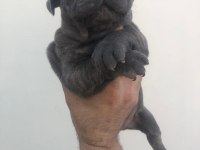 3 blue erkek blue French bulldog