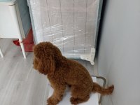 2 yetişkin erkek 1 toy ve 1 minyatür poodle