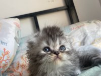 Yakışıklı black silver scottish fold