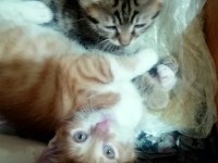 ÜCRETSİZ YAVRU KEDİMİZİ SAHİPLENDİRMEK İSTİYORUM