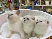 Birinci sınıf scottish fold ve british yavrular