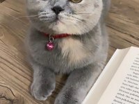 Dünya tatlısı scottish fold