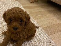 Dişi poodle köpeğimiz