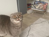 Kedimize çok acil yuva tüm malzemeleri ile beraber