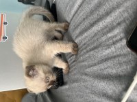 Güzel kızıma yuva arıyorum scottish fold