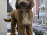 Full eğitimli 6 aylık dev poodle erkek yavru