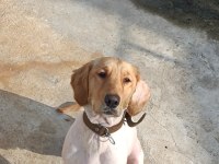 Golden retriever 10 aylık kızım