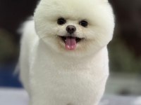 Orijinal Pomeranian Boo yavrular