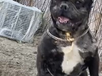 Yavru Köpekler Sahiplendirilecektir
