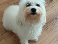 maltese dişi 2 aylık