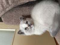 Safkan british blue point