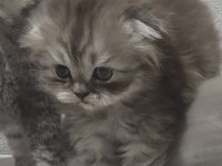 Scottish Fold Longhair Dişi Bebek