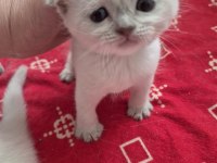 Scottish fold kedilerimiz yeni yuvalarını arıyorlar