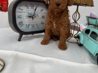 Toy poodle yavruları