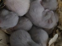 Yavru hamster ve yavru tavşan