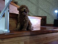 TOY POODLE BEBEK