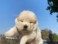 Chow chow çin Aslanı yavrularımız