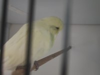 1 rainbow dişi 2 show jumbo erkek 1 show dişi muhabbet kuşu